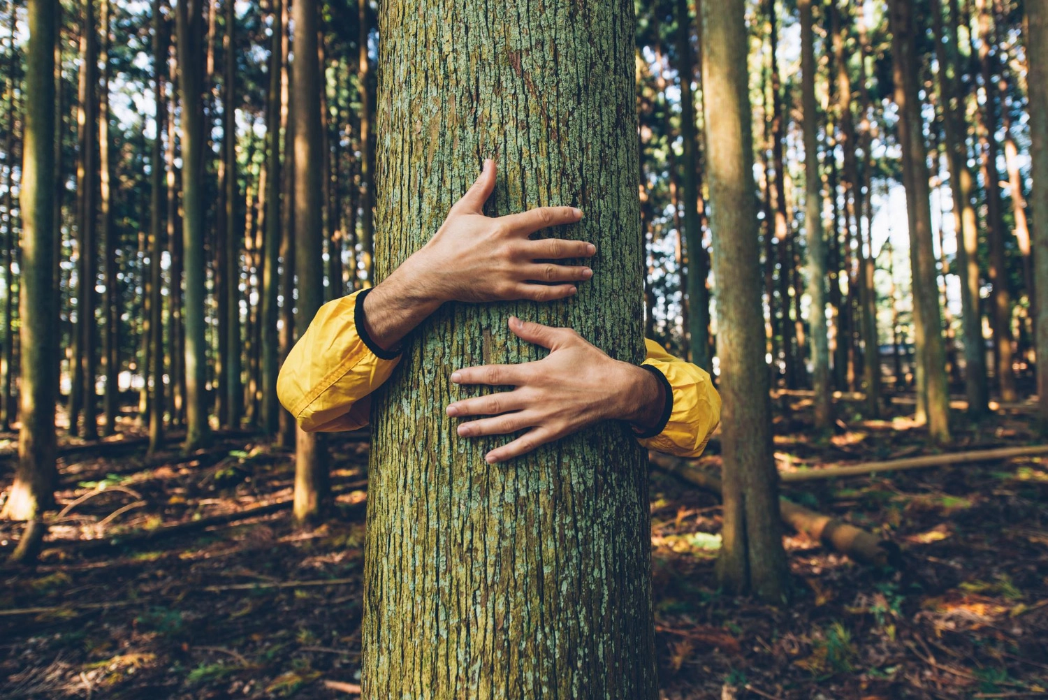 Greenwashing, a “maquiagem verde” Greenwashing, a “maquiagem verde”